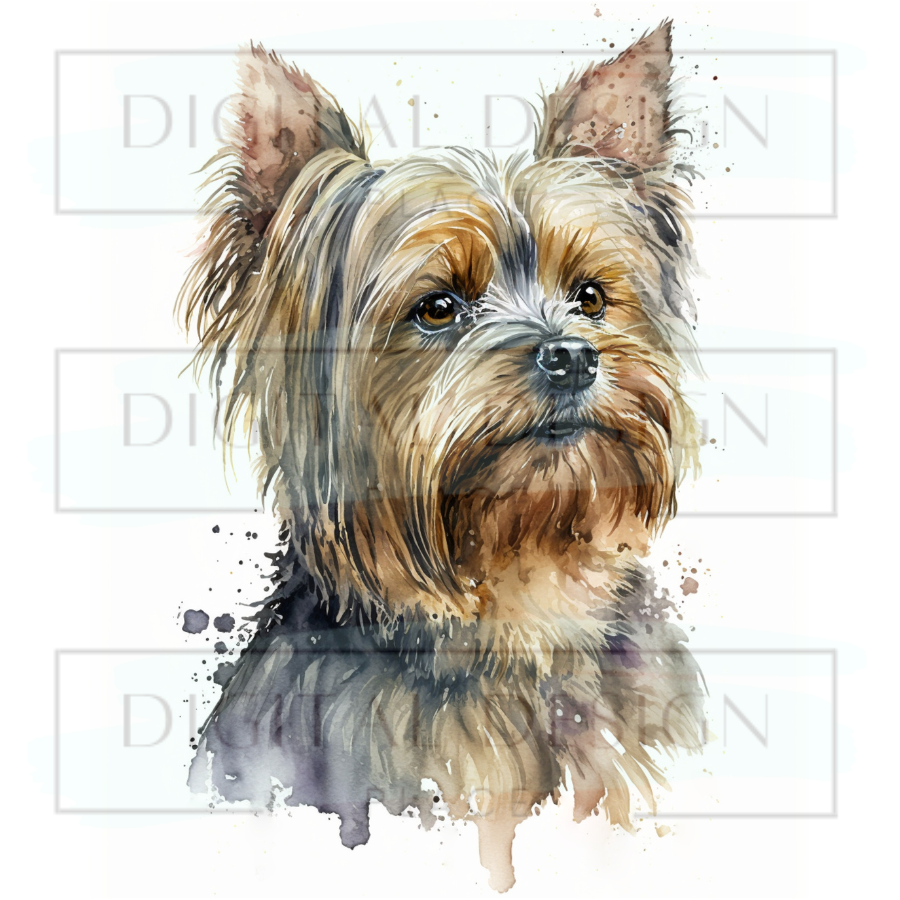 Yorkie ANIA135