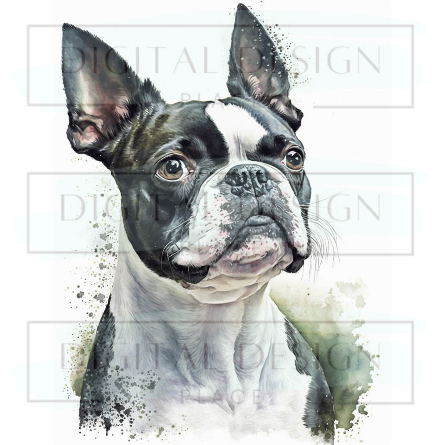 Boston Terrier ANIA148