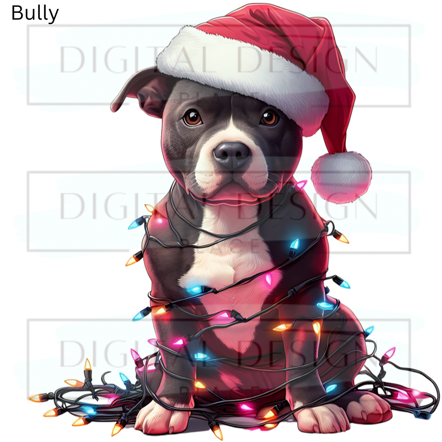 Christmas Pitty ANIA79