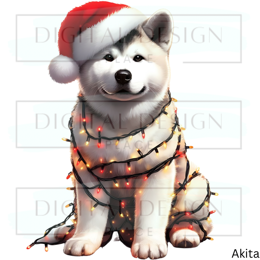Christmas Akita ANIA98