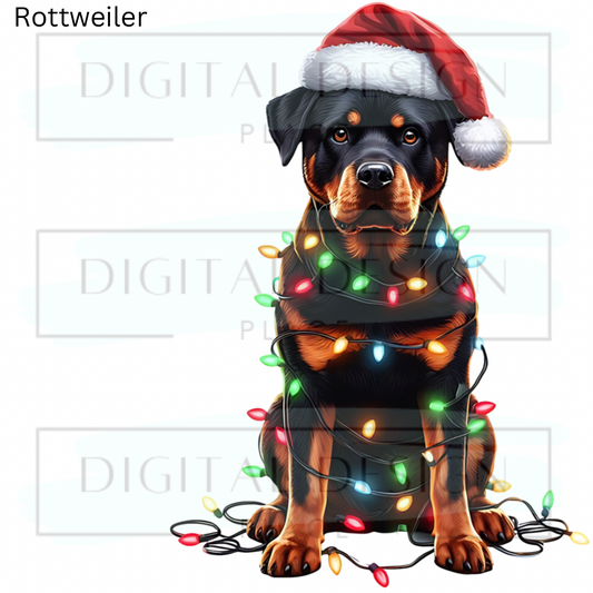 Christmas Rottweiler ANIA81