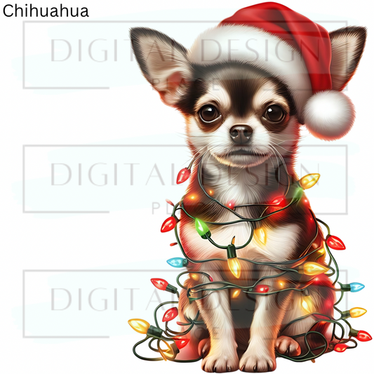 Christmas Chihuahua ANIA91