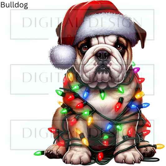 Christmas Bulldog ANIA93