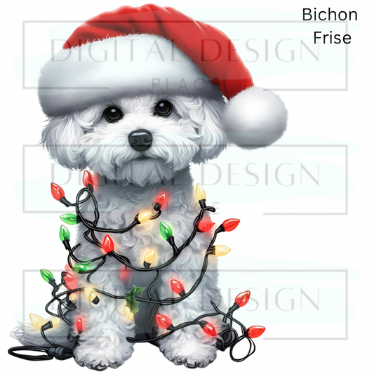 Christmas Bichon Frise ANIA96